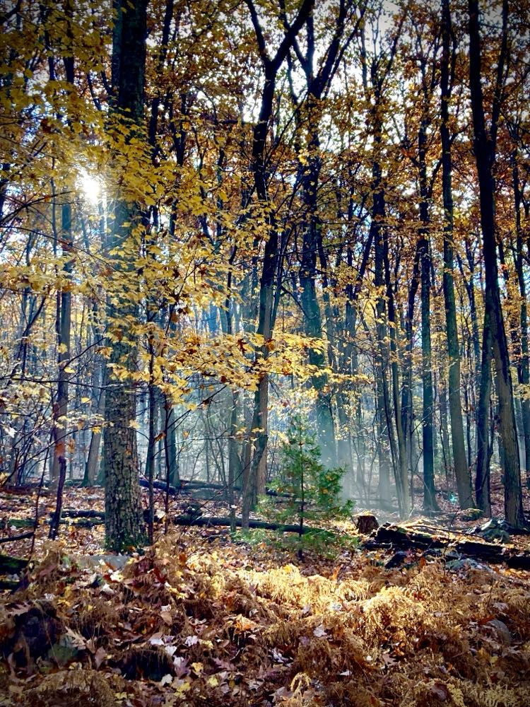 A Leaf Falls in the Forest (With a Little Help)!